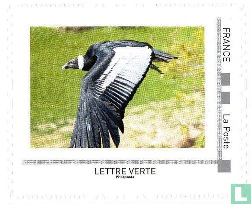 Andescondor