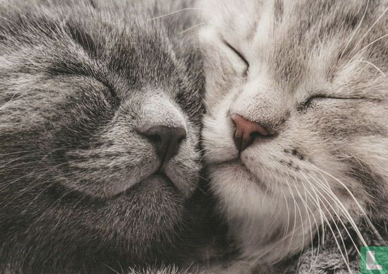 2 katten - Image 1