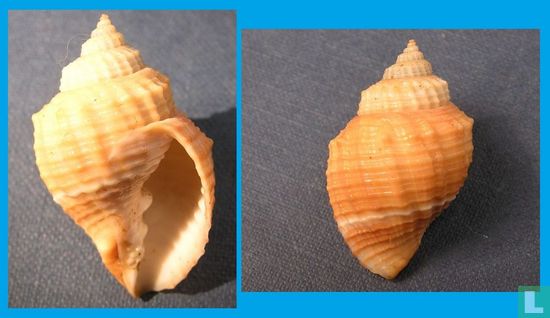 Euclia balboae