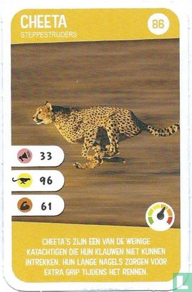 Cheeta - Afbeelding 1