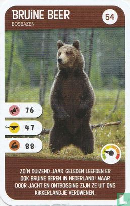 Bruine beer - Image 1