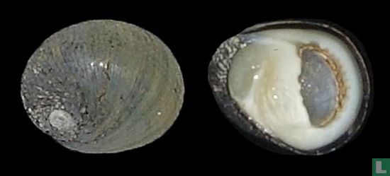 Nerita ocellata