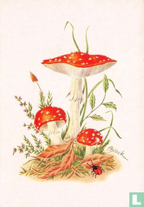 Vliegenzwam - Image 1