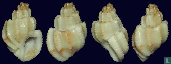 Scalptia harmulensis