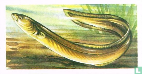 Yellow Eel - Afbeelding 1