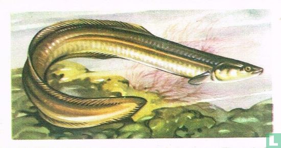 Silver Eel - Image 1