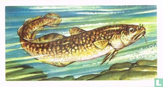 Burbot - Afbeelding 1