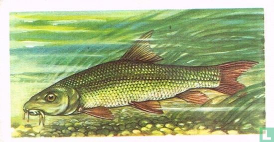 Barbel - Afbeelding 1