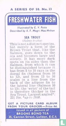 Sea Trout - Image 2