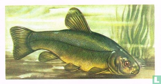 Tench - Image 1