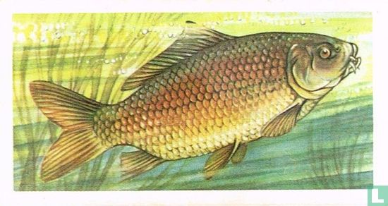 Common Carp - Image 1