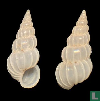 Epitonium eboreum