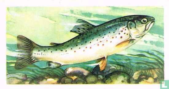 Sea Trout Smolt - Image 1