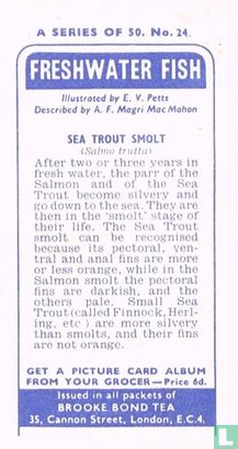 Sea Trout Smolt - Image 2