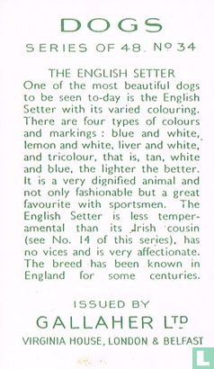 The English Setter - Bild 2