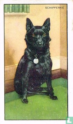 The Schipperke - Bild 1