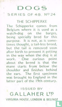 The Schipperke - Bild 2