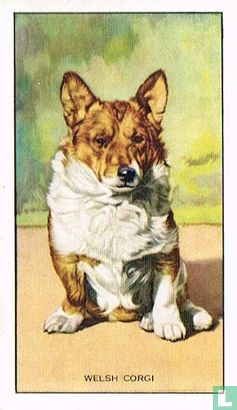 The Welsh Corgi - Bild 1
