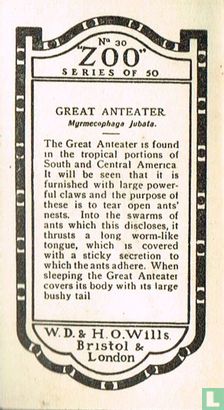 Great Anteater - Image 2