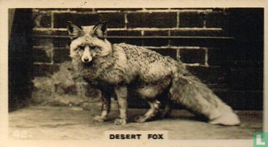 Desert Fox - Image 1