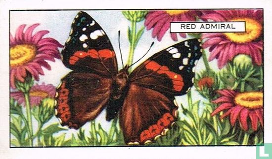 Red Admiral - Bild 1