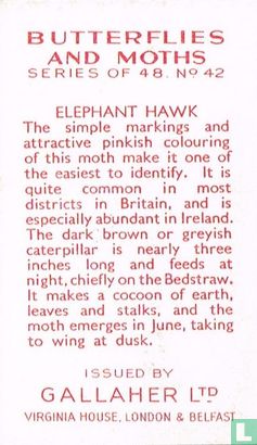 Elephant Hawk - Bild 2
