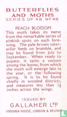 Peach Blossom - Bild 2
