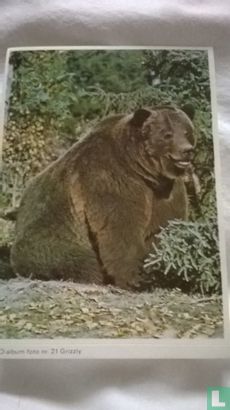 Grizzly