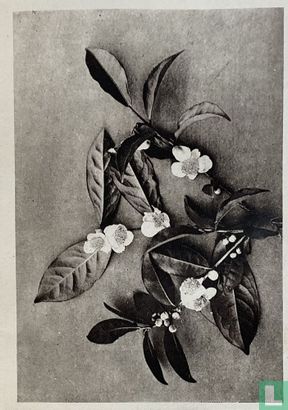 Theebloem