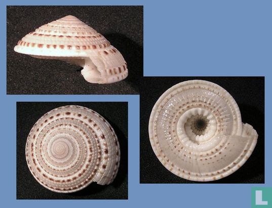 Architectonica taylori