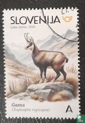Chamois