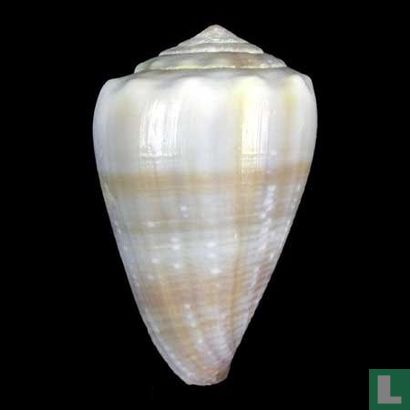 Conus balteatus