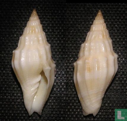 Vexillum coronatum  - Image 1