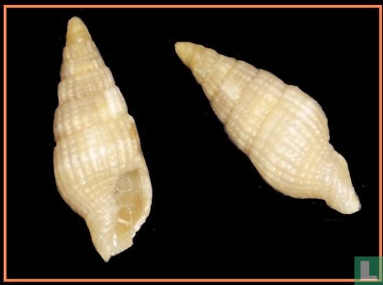 Vexillum micra