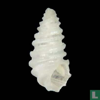 Pseudoscilla babylonia