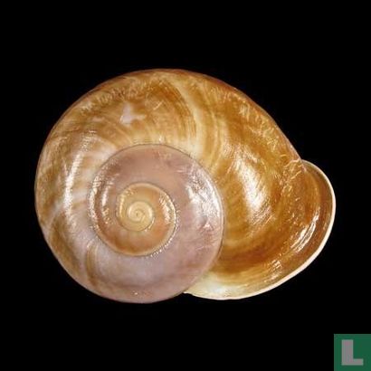 Ampelita sepulcralis 