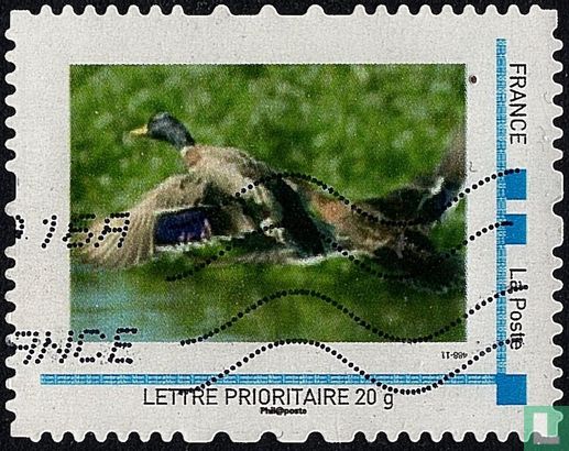 Duck