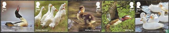 Canards