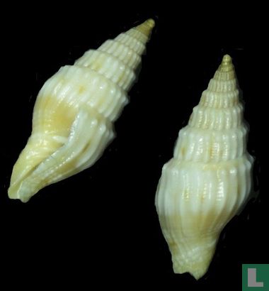 Vexillum coronatum  - Image 2