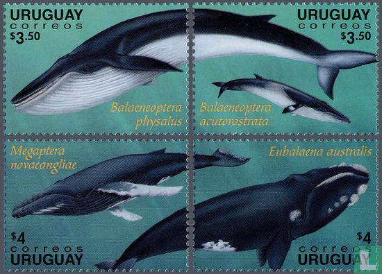 Baleines