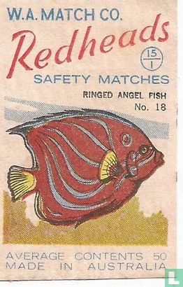 Ringed Angel Fish
