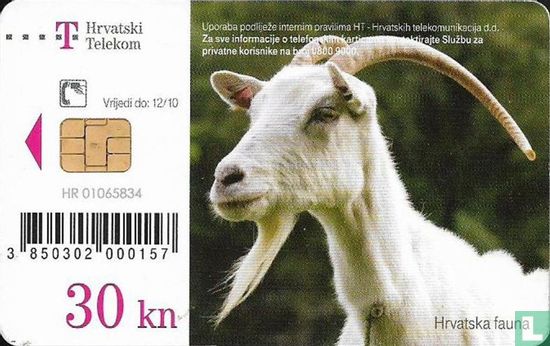 Koza (Capra hircus) - Image 1