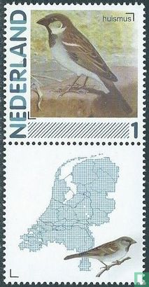 House sparrow - Image 1
