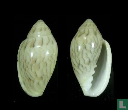 Marginella zebroides  - Bild 1