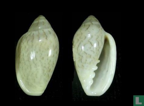 Marginella zebroides  - Bild 2
