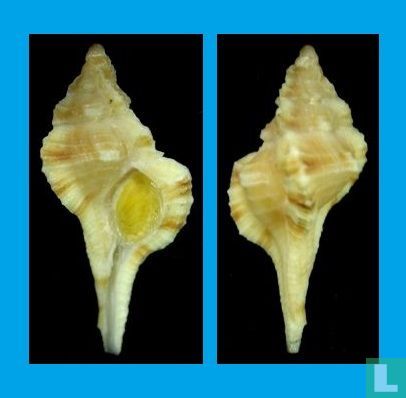 Vokesimurex purdyae 