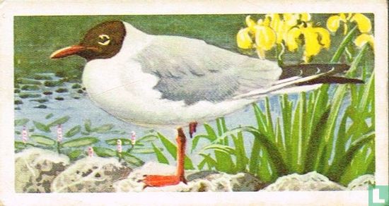 Black-Headed Gull - Image 1