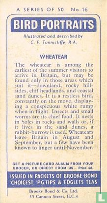Wheatear - Image 2