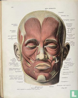 Deskriptive Anatomie - Bild 3