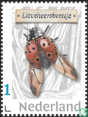 Coccinelle